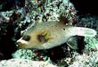 Dogface Puffer Fish